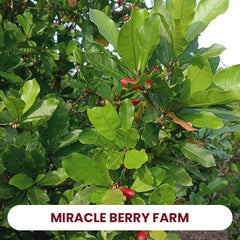 30 Halves | Miracle Fruit Freeze Dried Magic Berry