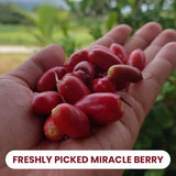 10 Halves | Miracle Fruit Freeze Dried Magic Berry